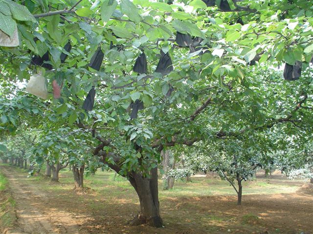 pear tree_sm